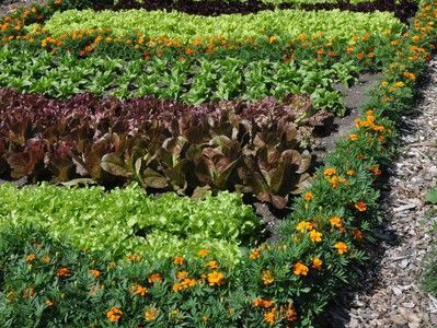 Jardin Communautaire de Sainte-Savine